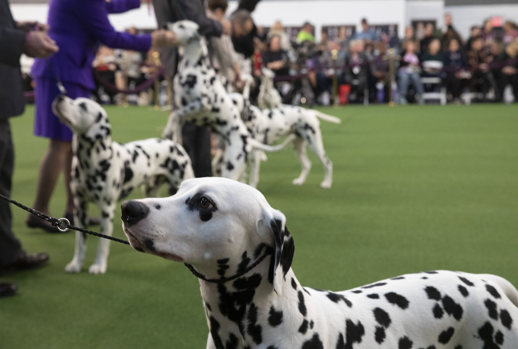 Westminster Dog Show